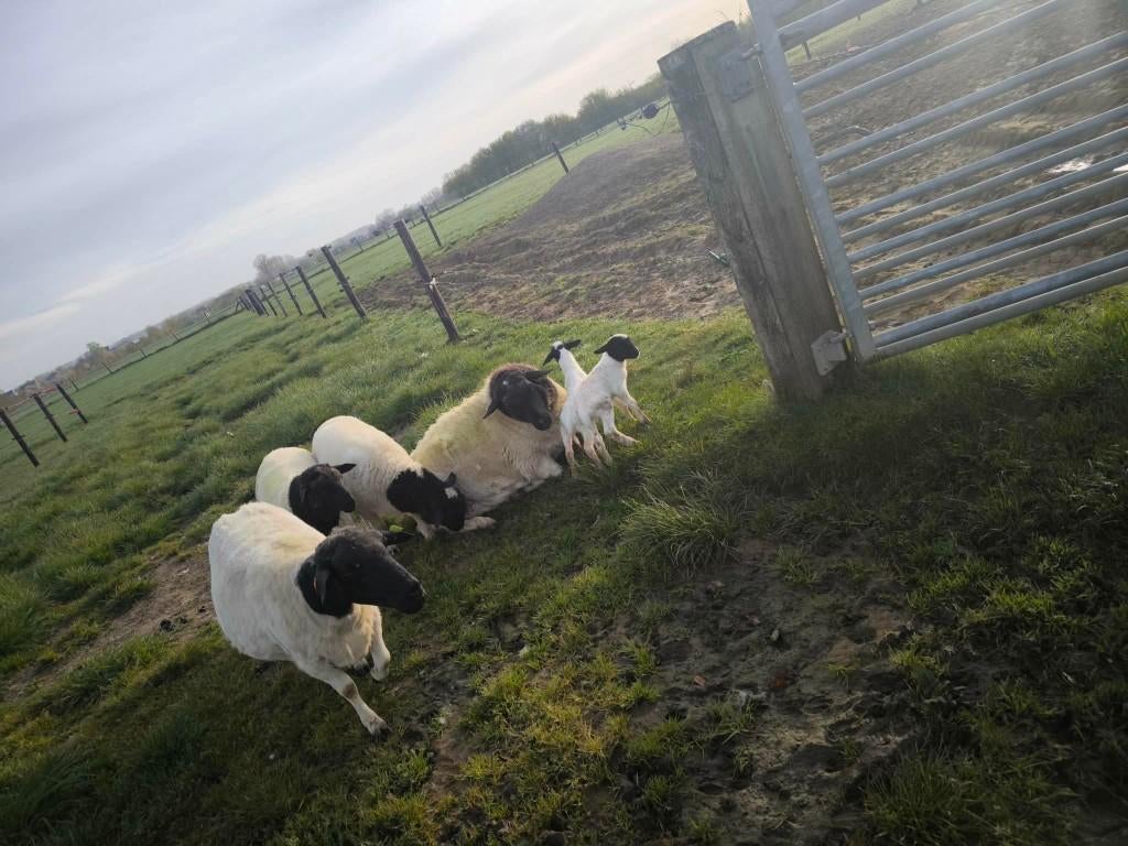 DORPER SCHAPEN, Mannelijk, Schaap, 0 tot 2 jaar