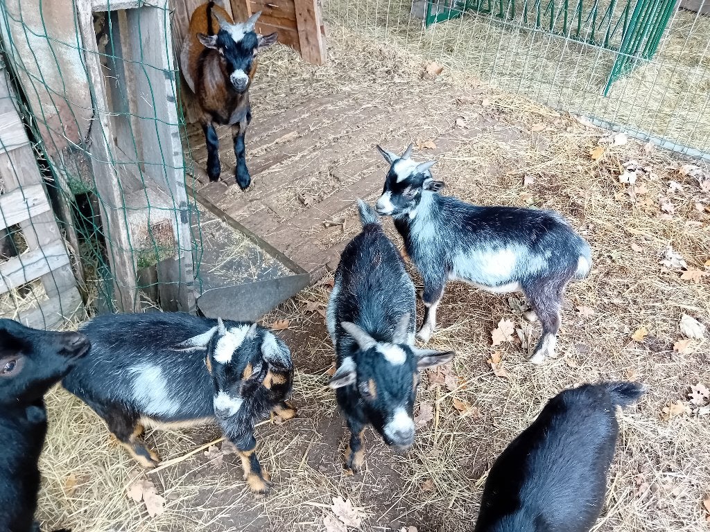 Geitjes, Animaux & Accessoires, Mâle, Chèvre, 0 à 2 ans