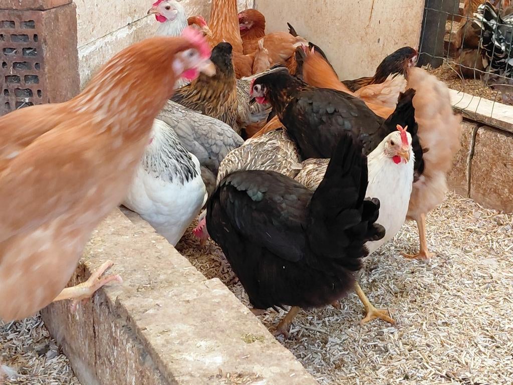 Legkippen, Dieren en Toebehoren, Pluimvee