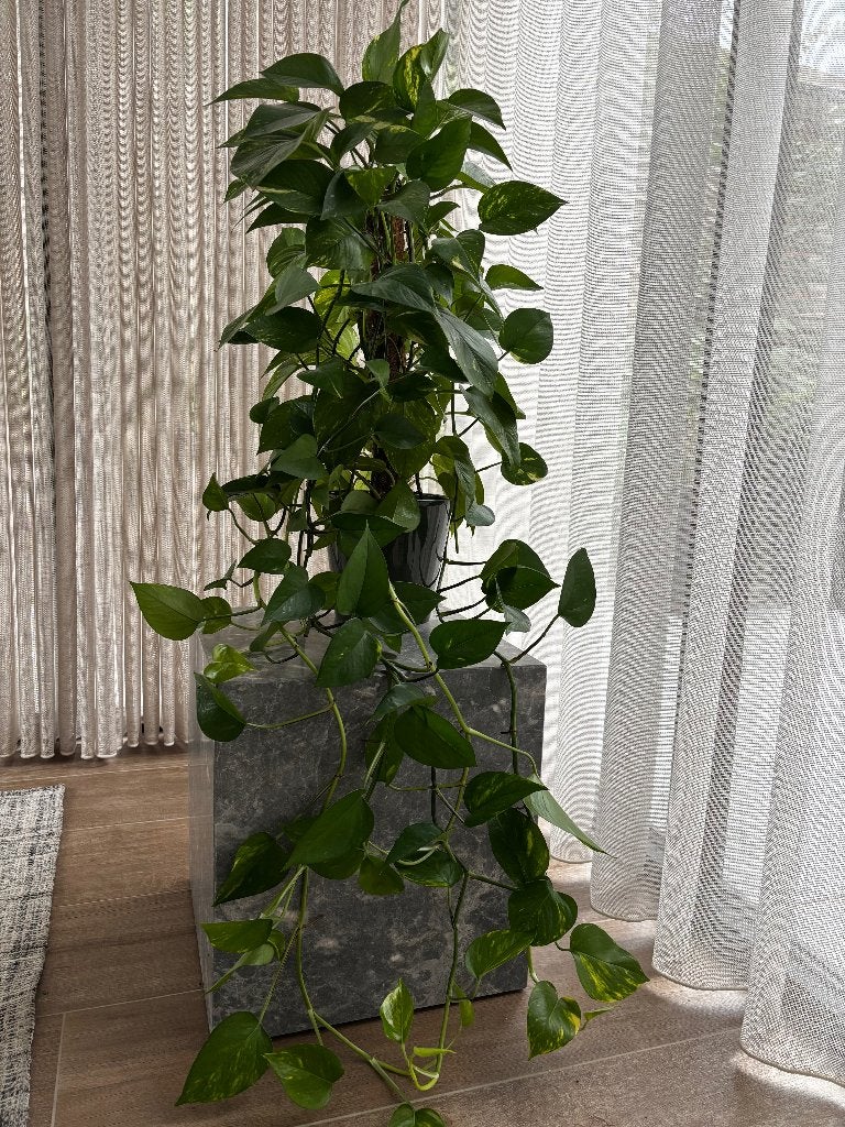 XL kamerplant hangplant epipremnum (+pot), Ophalen, 100 tot 150 cm, Overige soorten, In pot