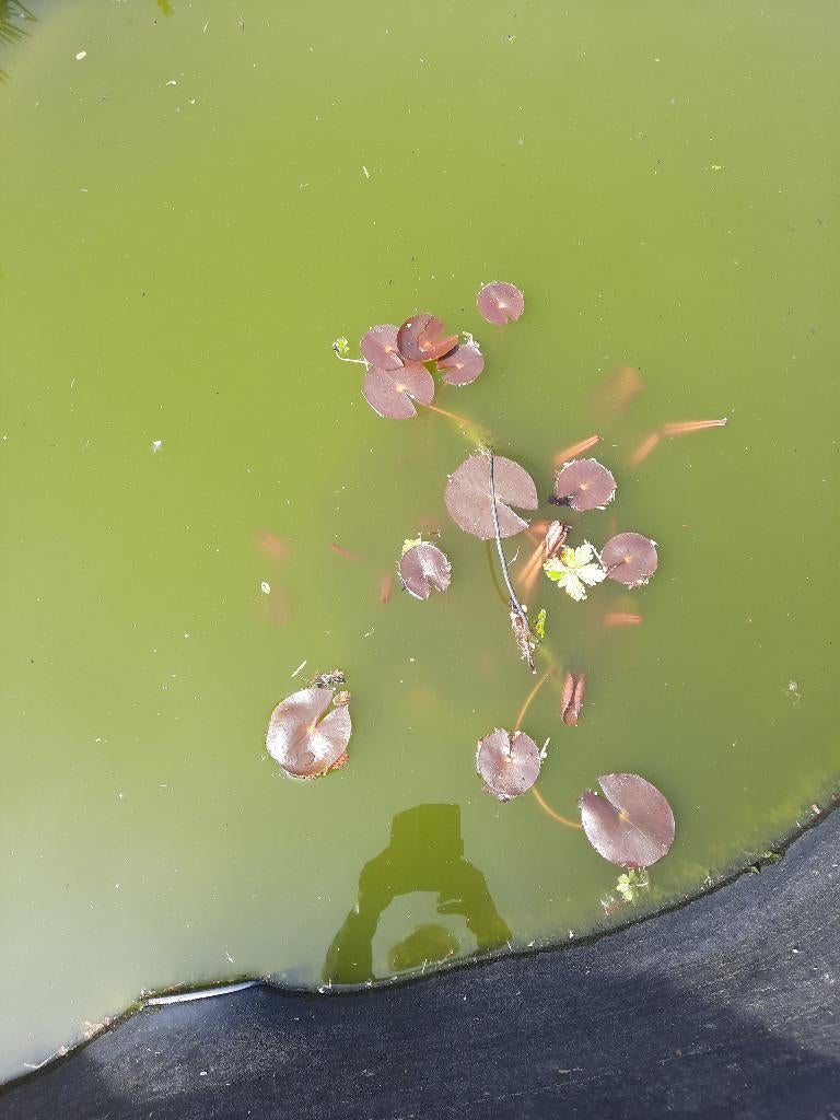 Waterlelies - 4 stuks  (wit/roze), Tuin en Terras, Ophalen