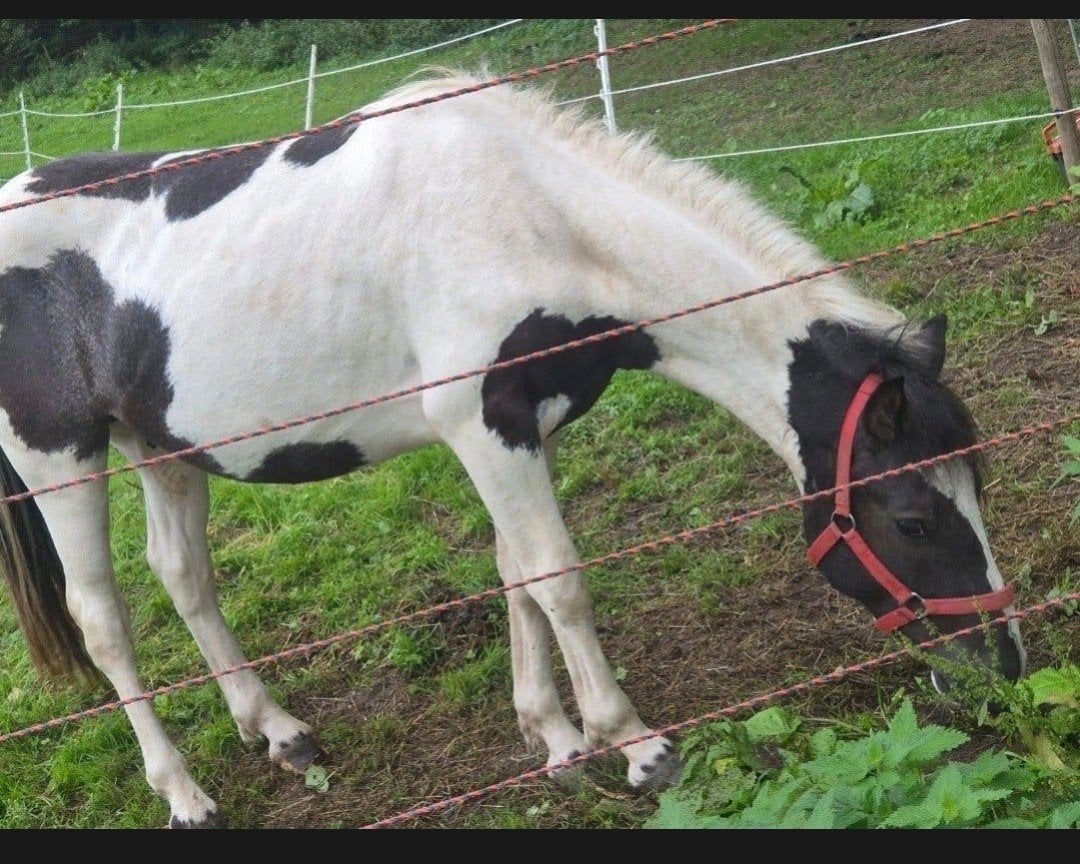 Lieve C-ponyhengst van 2,5 jaar met een hart van goud!, Dieren en Toebehoren, Springpaard, Minder dan 160 cm, Met stamboom, 0 tot 2 jaar
