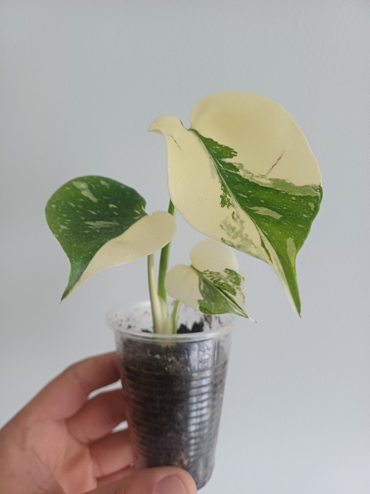 Monstera Crème Brûlée, Huis en Inrichting, Kamerplanten, Overige soorten, In pot, Minder dan 100 cm, Groene kamerplant