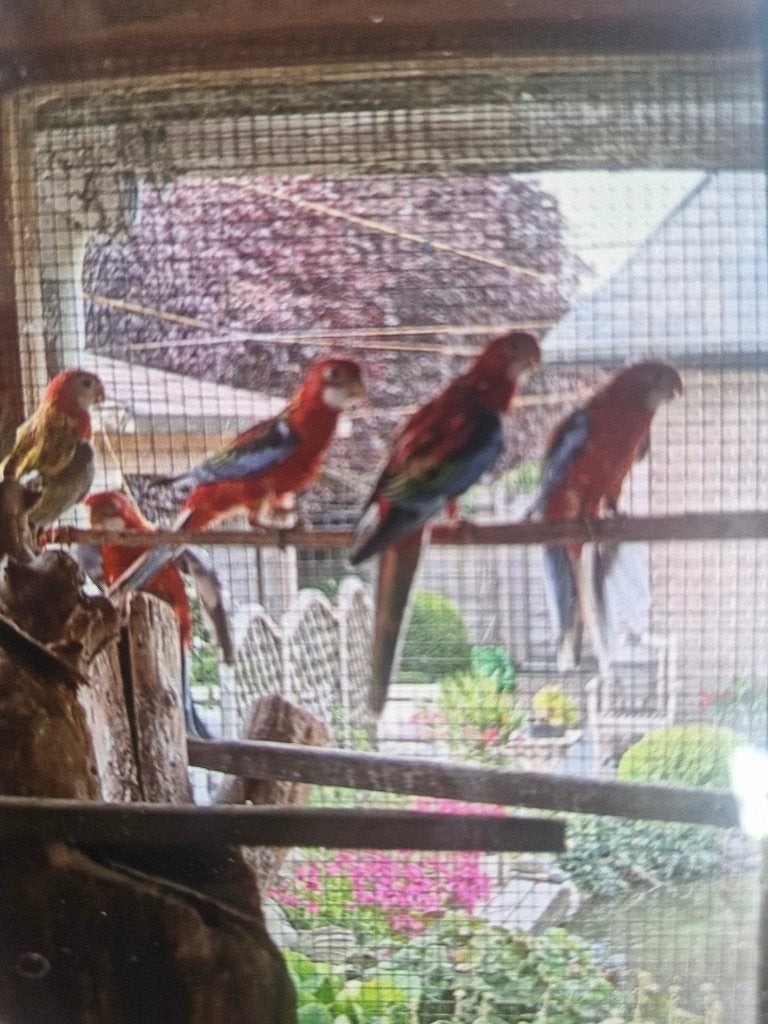 Rosellas 2026, Dieren en Toebehoren