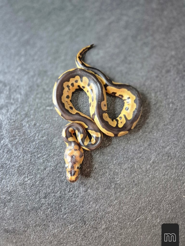 Python regius nc2026 Ball Python photo 12