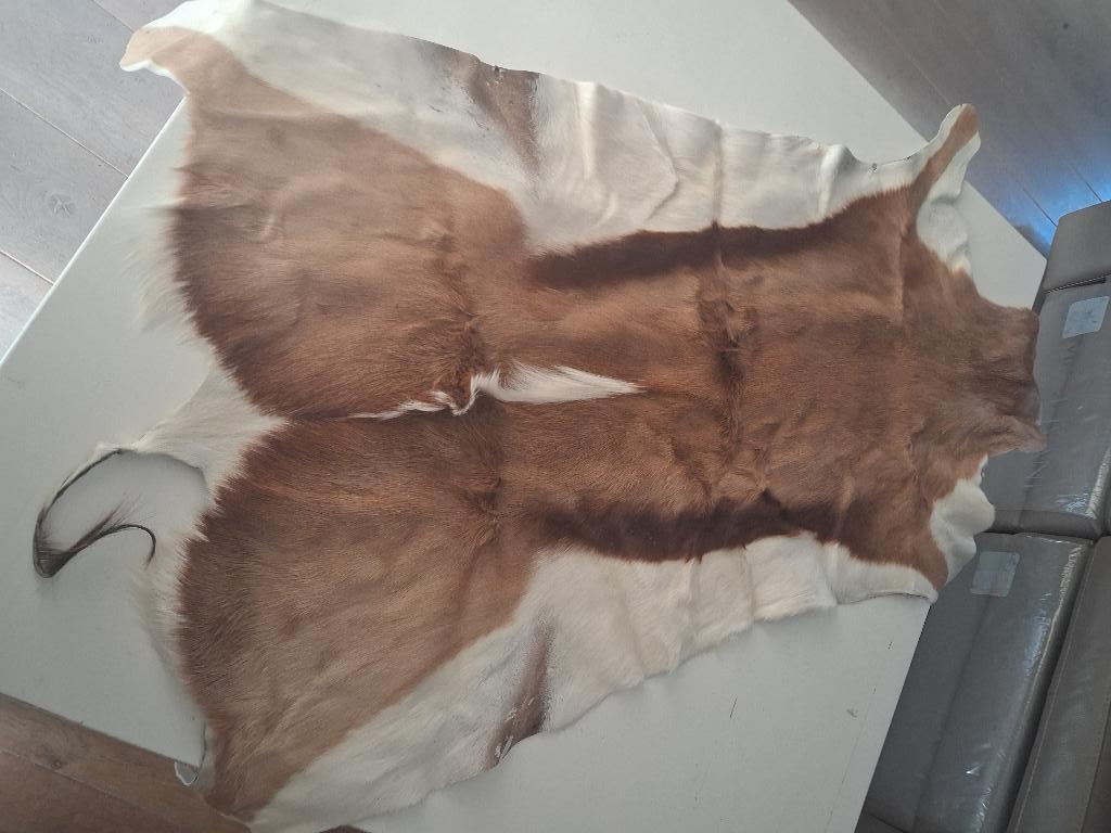 dierenvel springbok, Antiek en Kunst, Ophalen of Verzenden