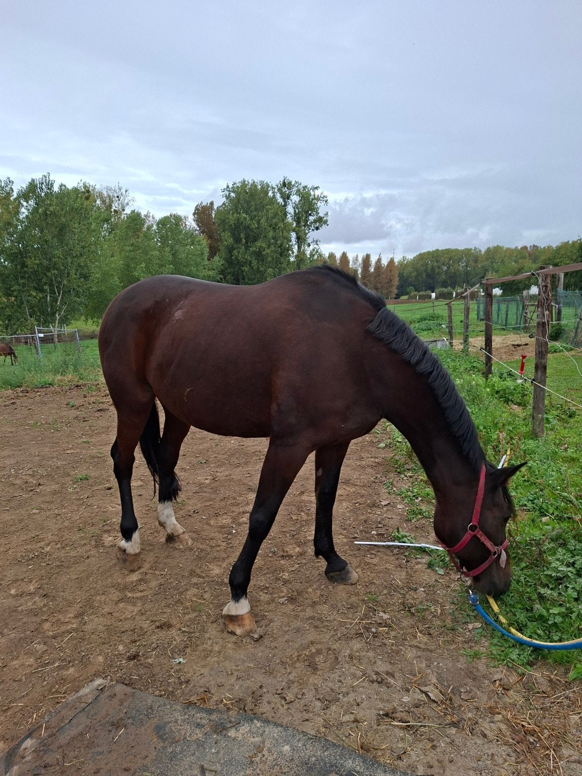 paard te koop, Dieren en Toebehoren, Ruin, Gechipt, 160 tot 165 cm, 11 jaar of ouder