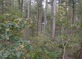 Grove den op stam te koop - geschat op 20m3 - met kap, Tuin en Terras, 6 m³ of meer, Ophalen, Overige houtsoorten, Stammen