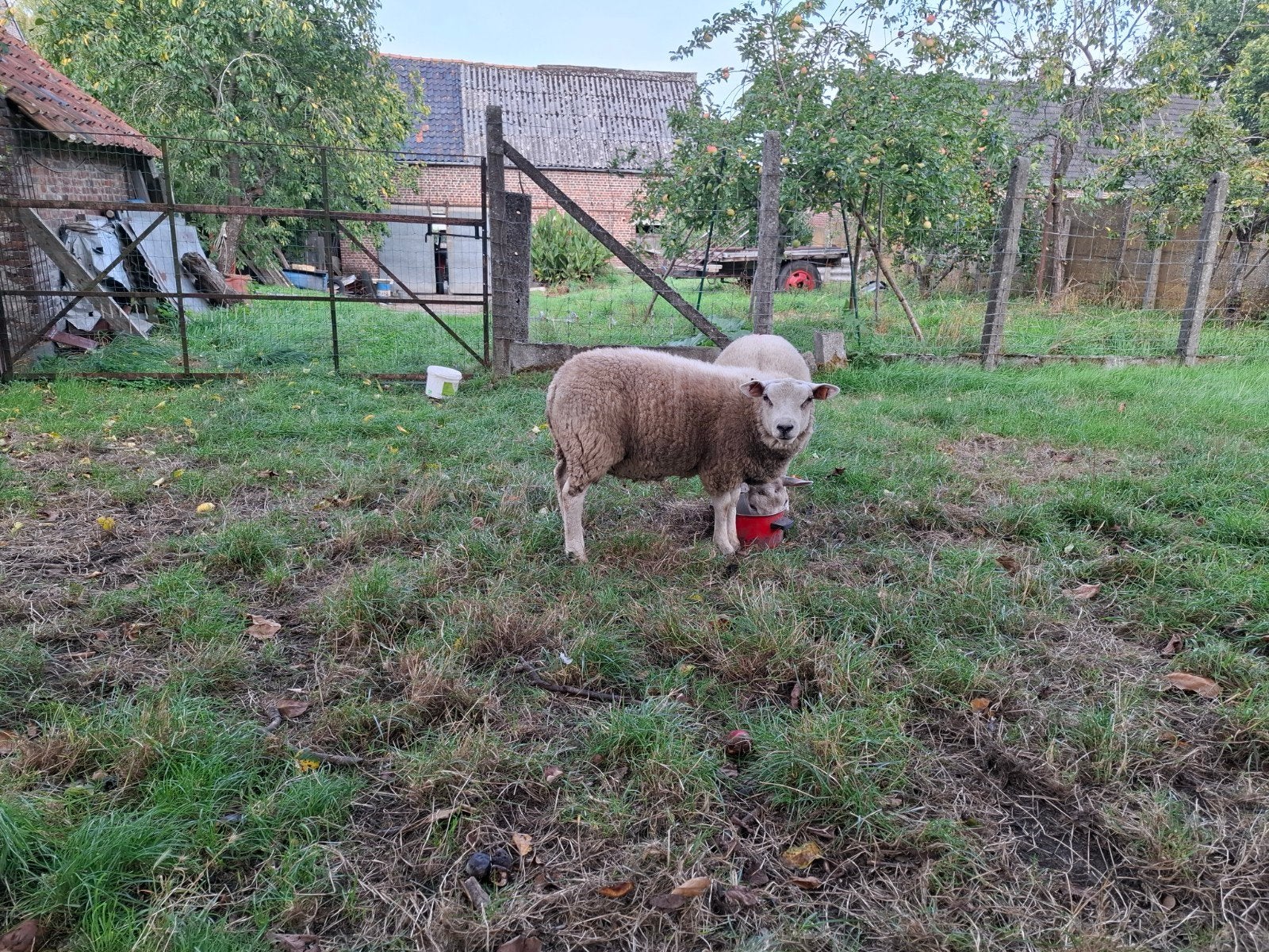 bélier texel  mouton anglais, Animaux & Accessoires, Mâle, Mouton, 0 à 2 ans