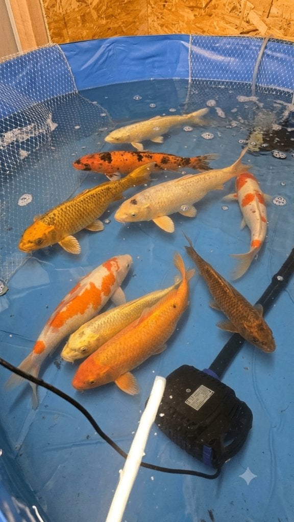 Carpes koï géantes, Animaux & Accessoires