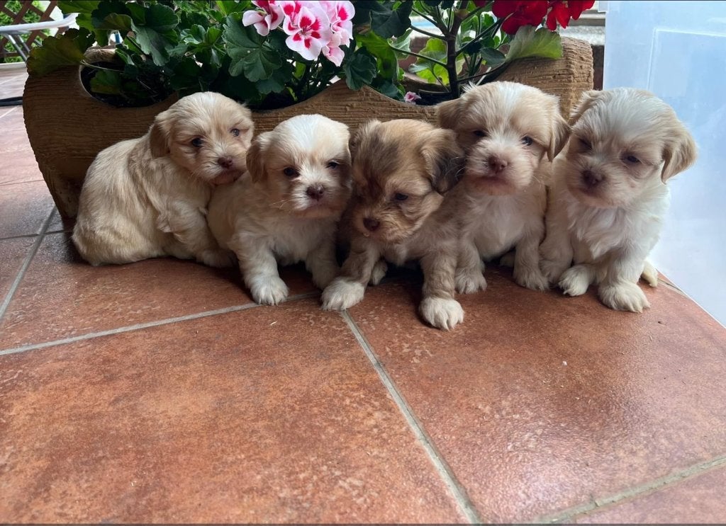 Chiots havanais, Animaux & Accessoires, 15 semaines à 1 an, Hépatite contagieuse (maladie de Rubarth), Autres races, Éleveur | Professionnel
