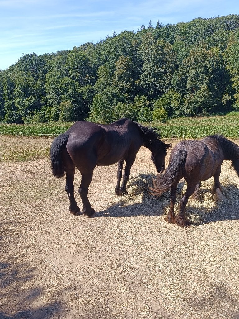 Chevaux, Avec pedigree, Moins de 160 cm, L, Cheval de récréation