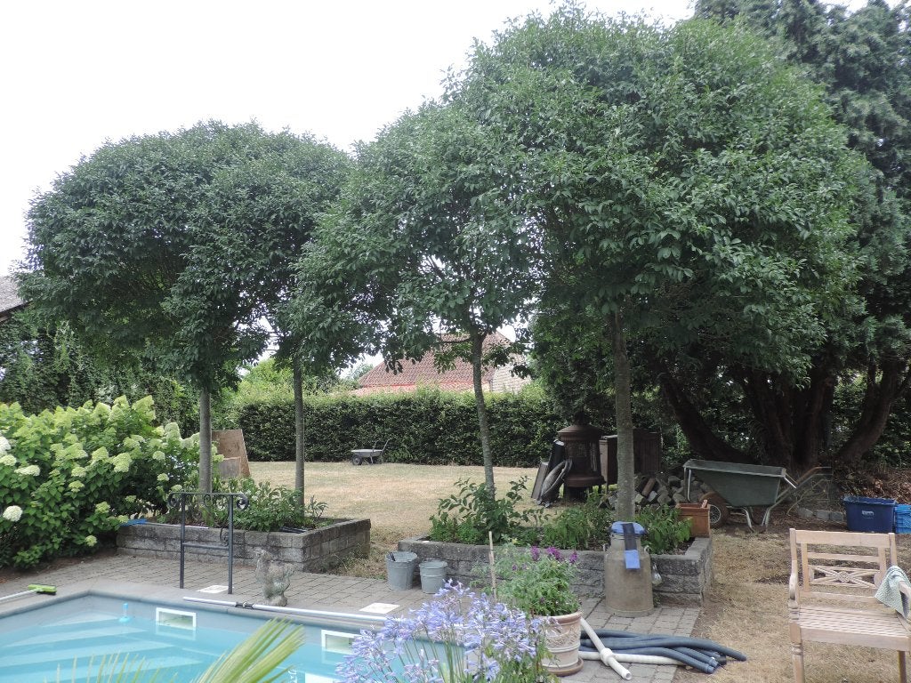 4 gezonde bolbomen, Jardin & Terrasse, Plantes | Arbres, Enlèvement, Ombre partielle, Arbre à bulbes, 100 à 250 cm
