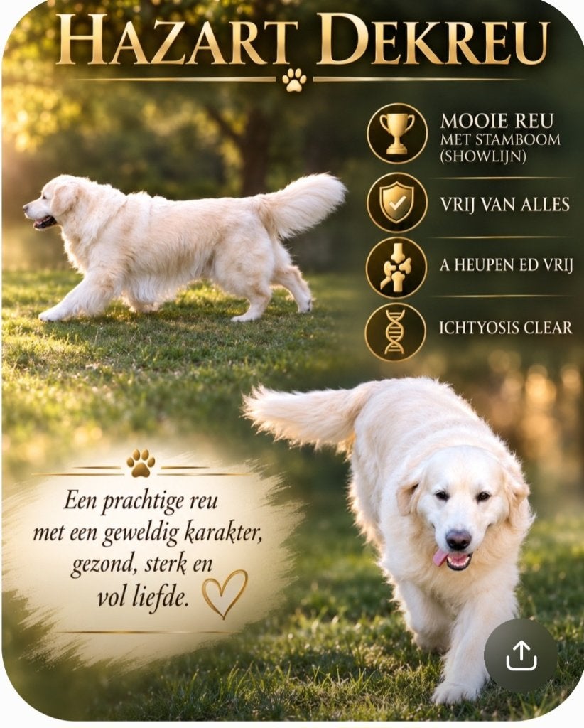 Dekreu golden retriever, Ophalen