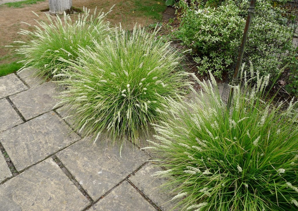 Sesleria autumnalis of Blauwgras, Jardin & Terrasse, Enlèvement, Plante fixe, Graminées ornementales, Plein soleil