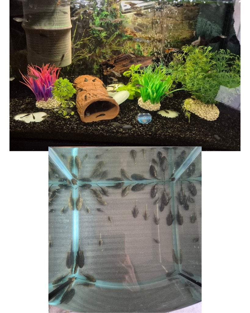 Ancistrussen /pleco /algeneters /guppys /garnalen /aquarium, Dieren en Toebehoren