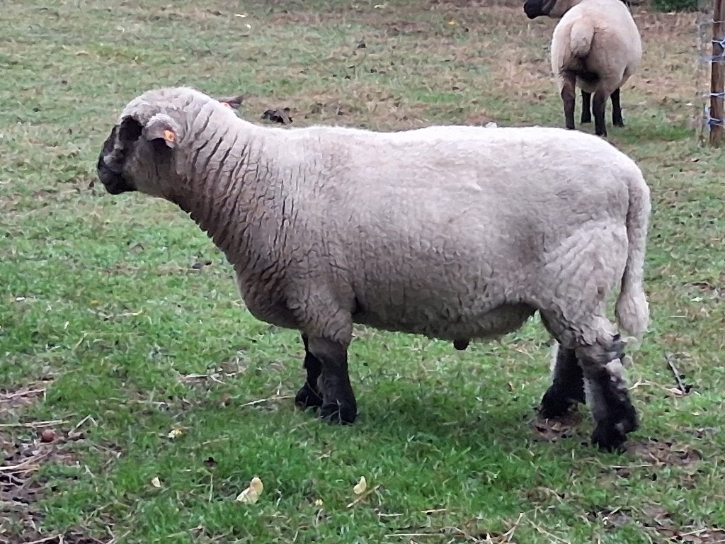 Hampshire down schapen te koop, Animaux & Accessoires, Plusieurs animaux, Mouton, 3 à 5 ans