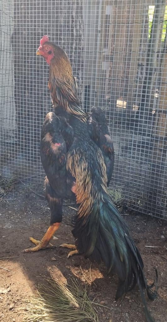 Shamo haan 2 jaar blauw tarwe