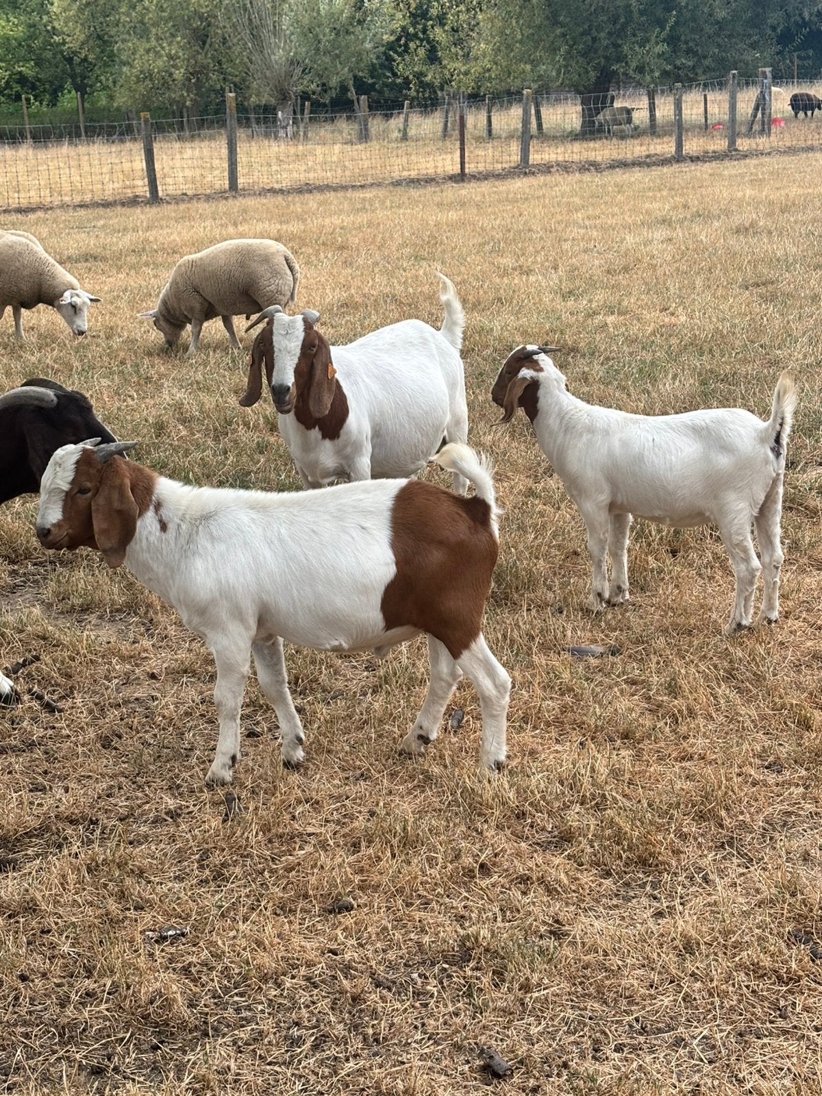 Boergeiten, Dieren en Toebehoren, Schapen, Geiten en Varkens, Meerdere dieren, Geit