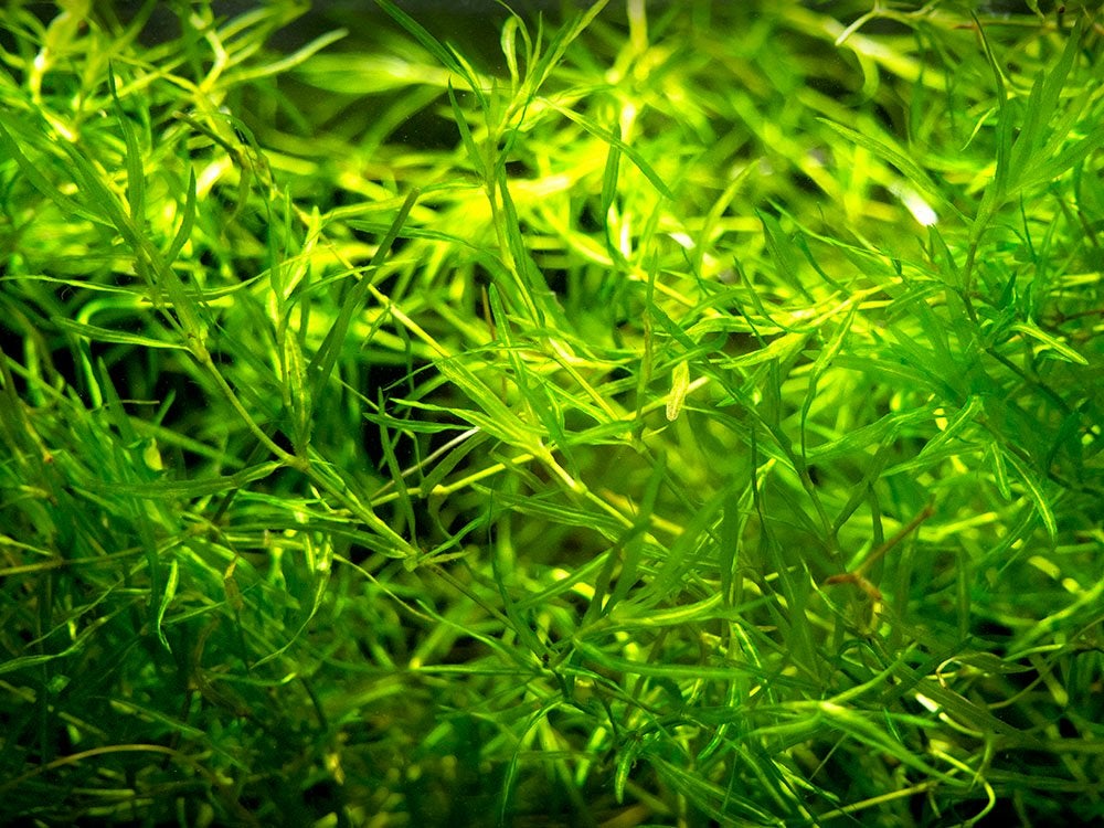 Aquariumplant - guppygras, Dieren en Toebehoren, Ophalen of Verzenden, Zo goed als nieuw