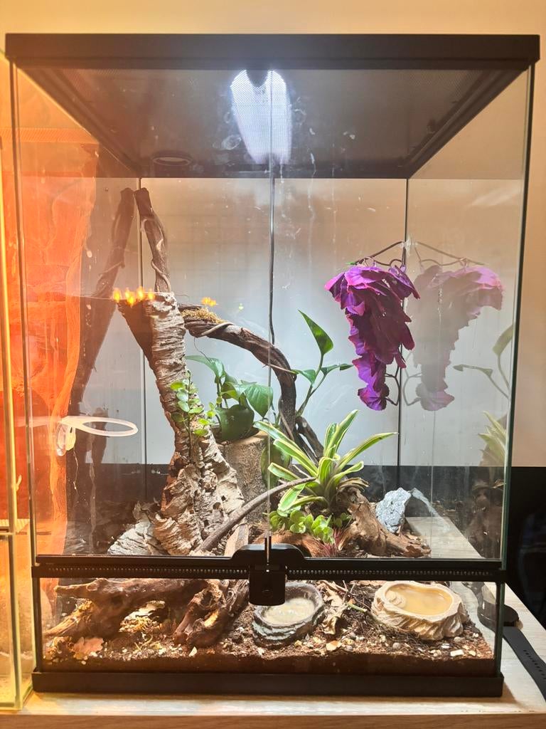 Terrarium + toebehoren + gecko’s, Dieren en Toebehoren, Ophalen, Zo goed als nieuw