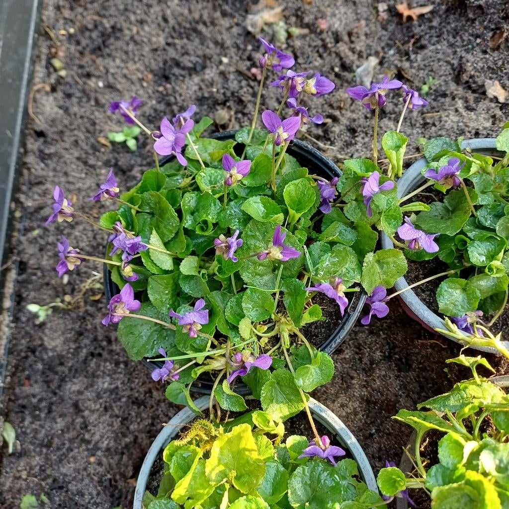 Maarts viooltje, Tuin en Terras, Ophalen, Vaste plant