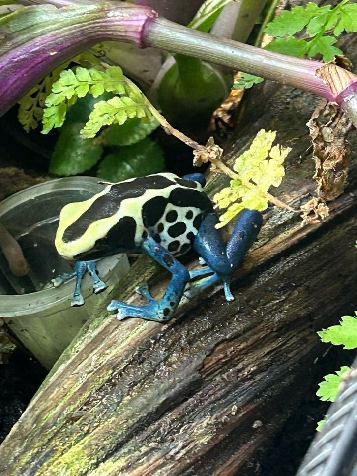 Dendrobates tinctorius patricia man, Dieren en Toebehoren, Amfibie, 0 tot 2 jaar