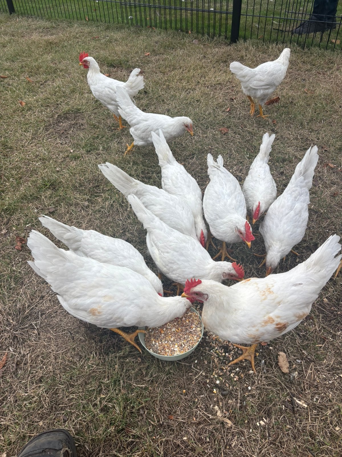 Jonge hanen (14 weken oud), Animaux & Accessoires, Volatiles, Mâle, Poule ou poulet