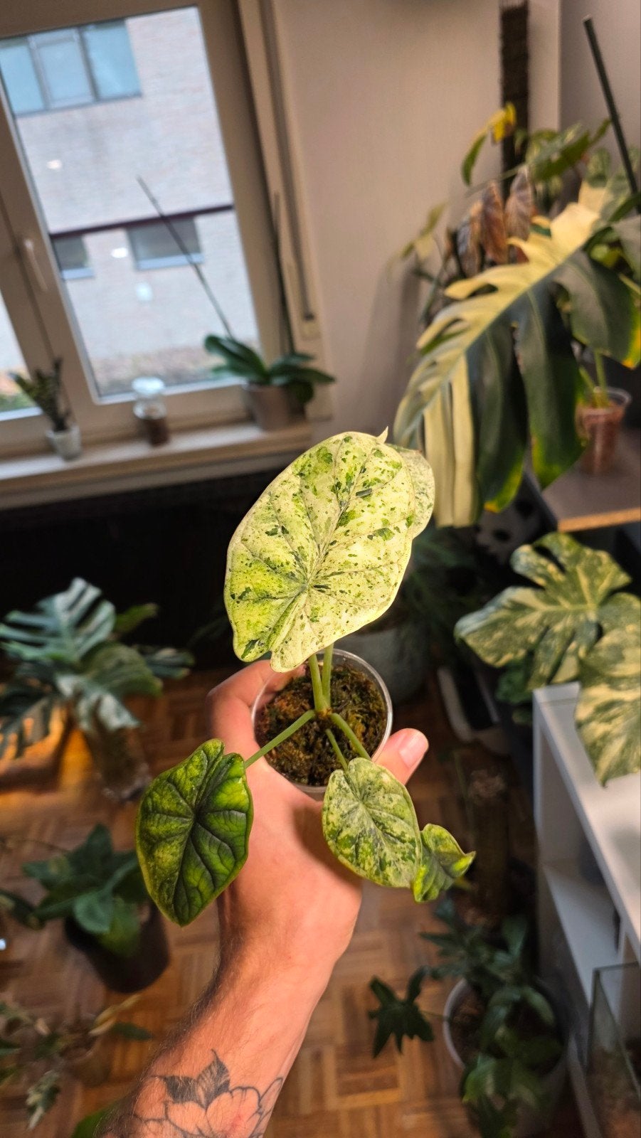 alocasia dragonscale mint, Ophalen of Verzenden