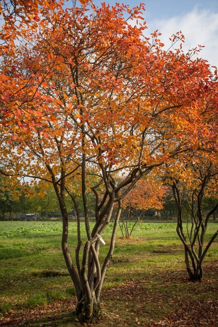 Amelanchier lamarckii, Tuin en Terras, Ophalen
