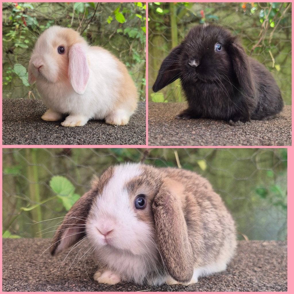 MINILOP/NHD VOEDSTERS, Femelle, Nain, Oreilles tombantes, 0 à 2 ans