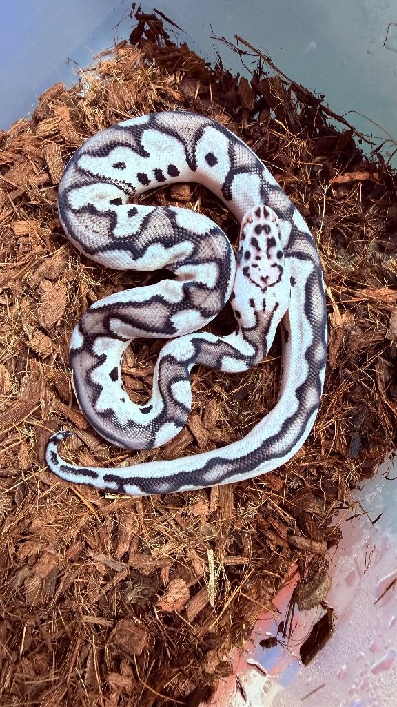 Verschillende ball pythons te koop Ball Python photo 5