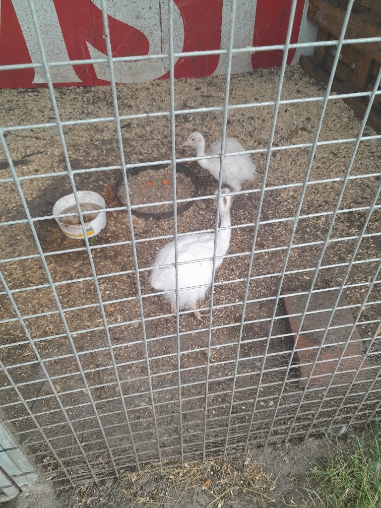 nandoe pluimvee, Dieren en Toebehoren, Pluimvee, Meerdere dieren, Overige soorten