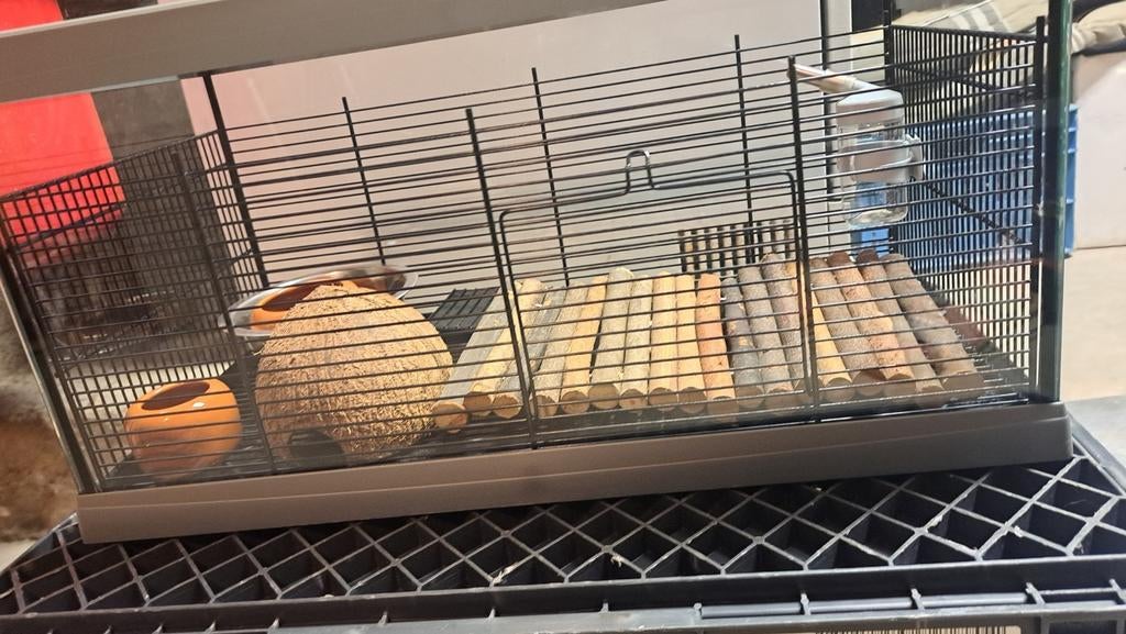 Cage en verre, Enlèvement, Cage, Hamster