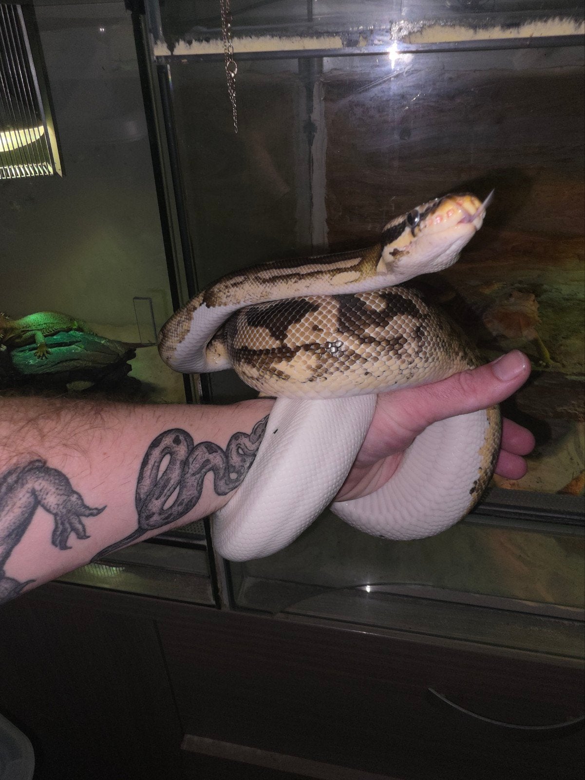 verschillende prachtige koningspythons! Ball Python photo 8