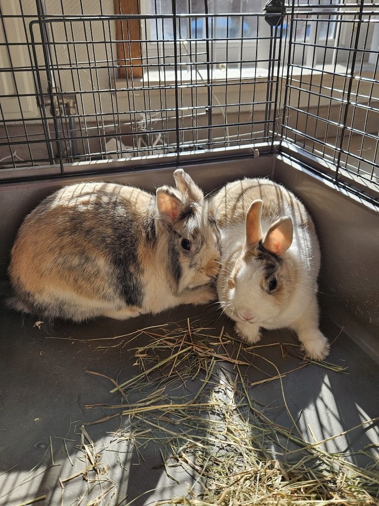 2 dwergkonijntjes met kooi en alle toebehoren, Dieren en Toebehoren, Meerdere dieren, Dwerg, 3 tot 5 jaar