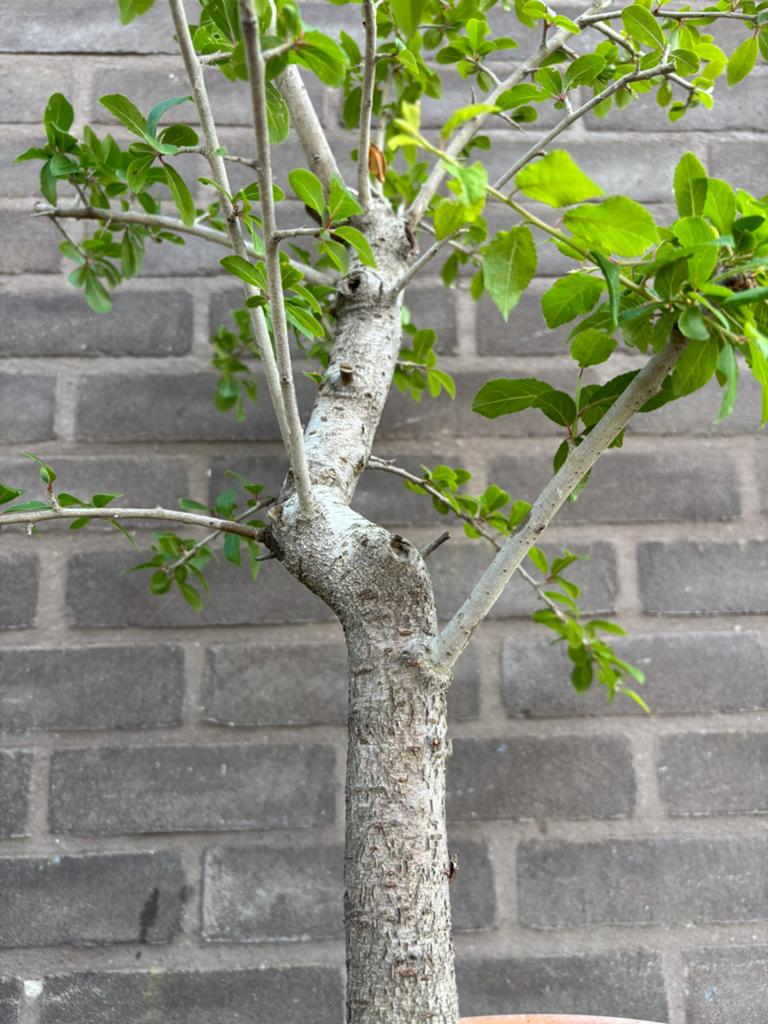 Bonsai sleedoorn, Ophalen
