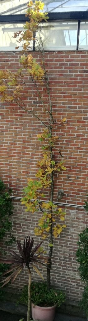 xl eikenboom met pot doe een bod!, Ophalen, In pot, Overige soorten, 400 cm of meer