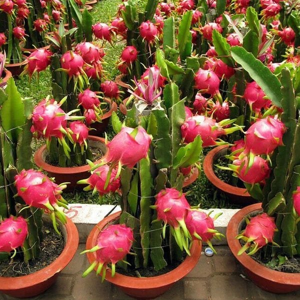 Cactus fruit du dragon, Maison & Meubles, Plantes d'intérieur, Plein soleil, Plante à fleurs, Moins de 100 cm, Enlèvement