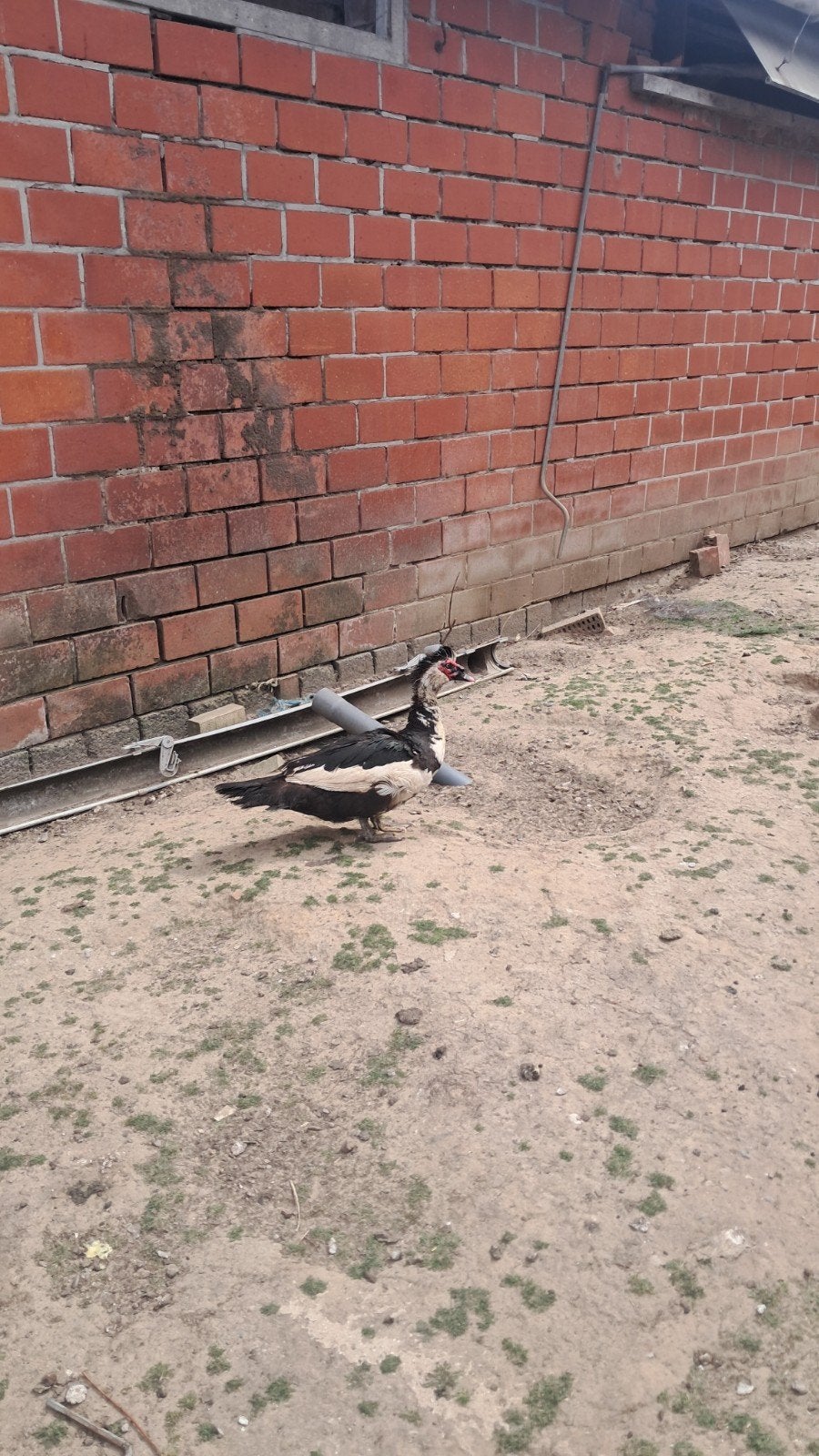 canard de barbarie.