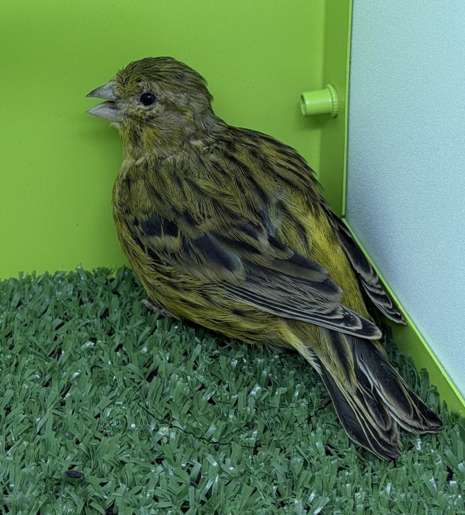 Fife fancy postuur kanarie van 2026, Dieren en Toebehoren, Vogels | Kanaries, Postuurkanarie