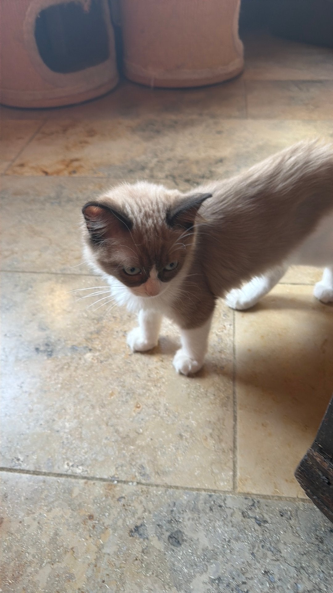 Ragdoll, Dieren en Toebehoren, Poes, Gechipt, 0 tot 2 jaar