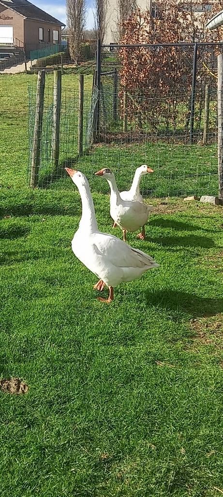 Ganzen eieren , te koop, terug beschikbaar, Dieren en Toebehoren