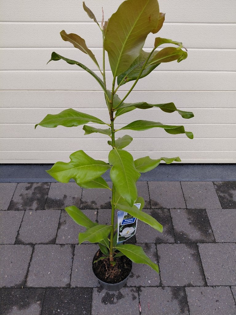Magnolia Grandiflora, Tuin en Terras, Ophalen, Halfschaduw