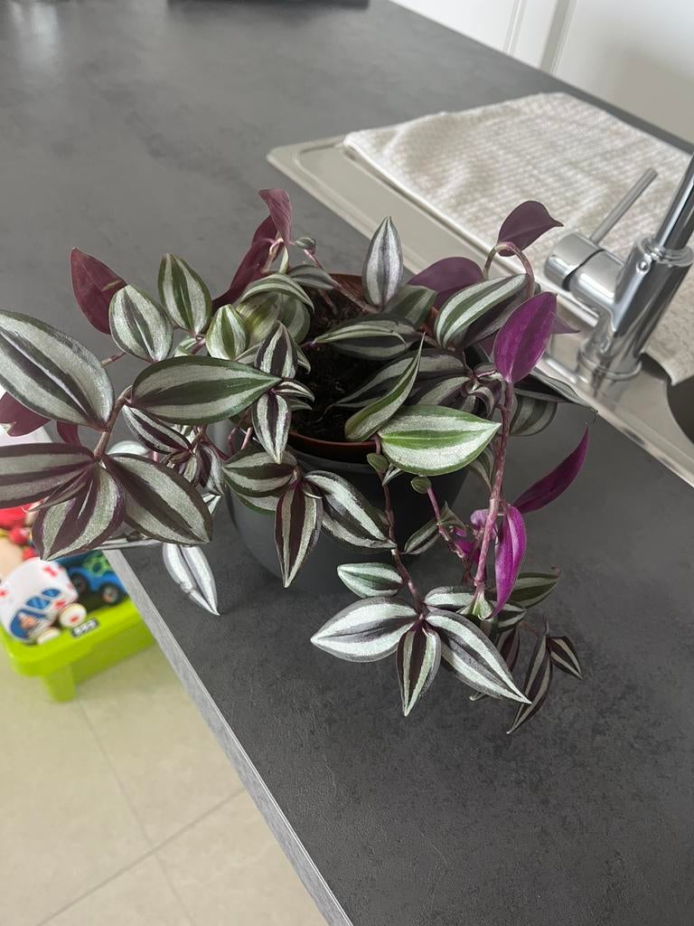 Vaderplant te koop zonder buitenpot 5,00€, Ophalen