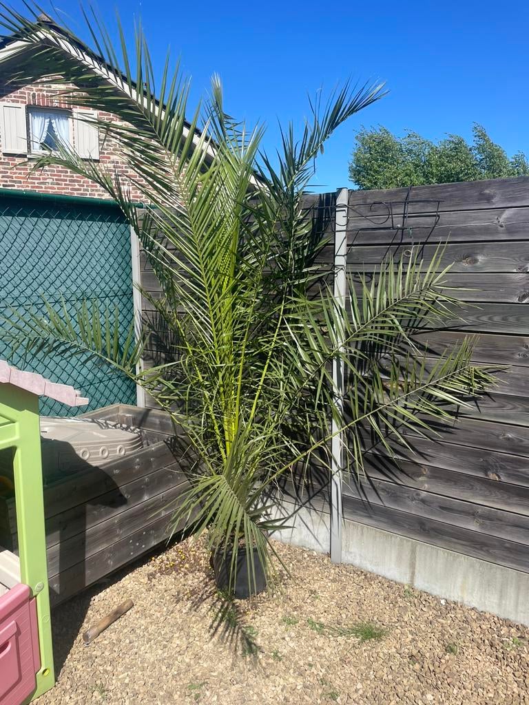 Phoenix canariensis. Dadelpalm, Tuin en Terras, Ophalen, Zomer, Overige soorten, Volle zon