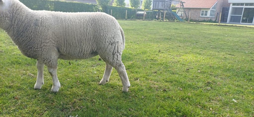 2 jonge Engelse texel ooien, Dieren en Toebehoren, Schapen, Geiten en Varkens
