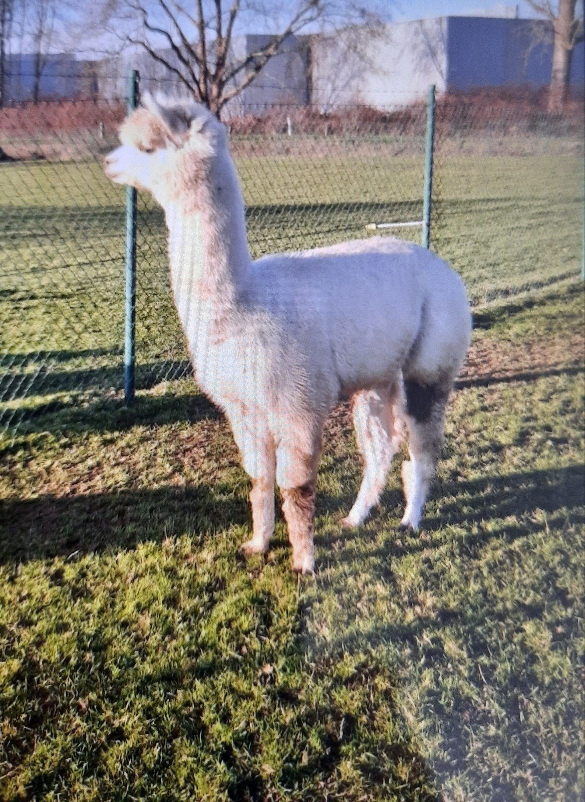 Alpaca hengst   5 jaar ., Augustus, Mannelijk