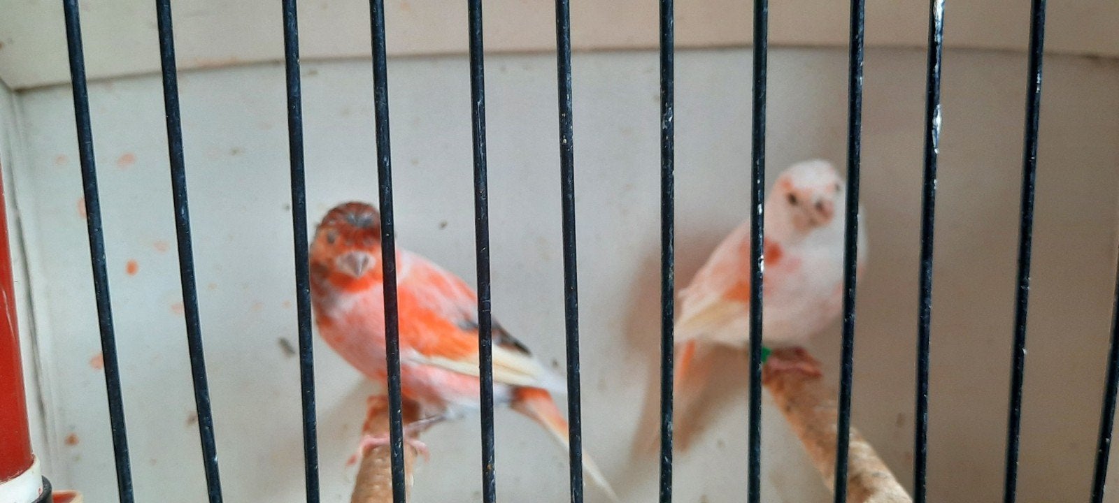 harlekijn kanaries, Meerdere dieren, Kleurkanarie