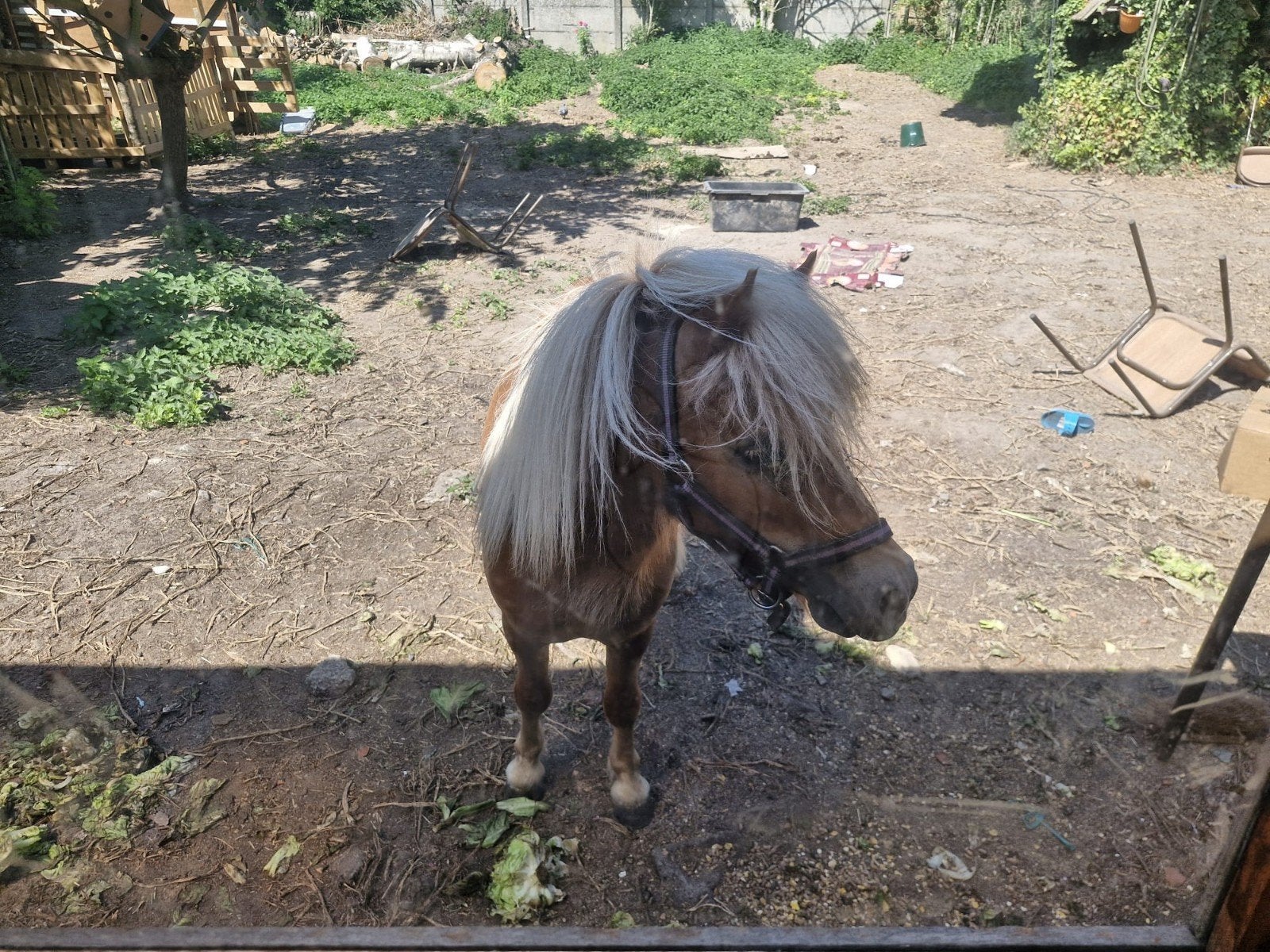 Pones age 2, Animaux & Accessoires, Poneys